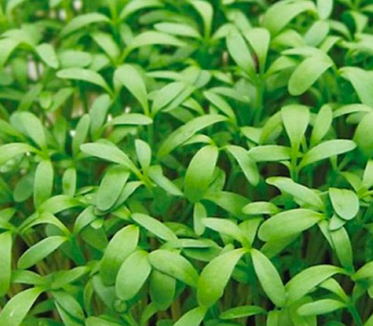 LIGHTENING FACE MASK 
Pleťová maska Innea Medicals Cosmetics