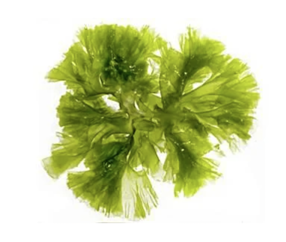 HYDRATE FACE MASK 
Pleťová maska Innea Medicals Cosmetics